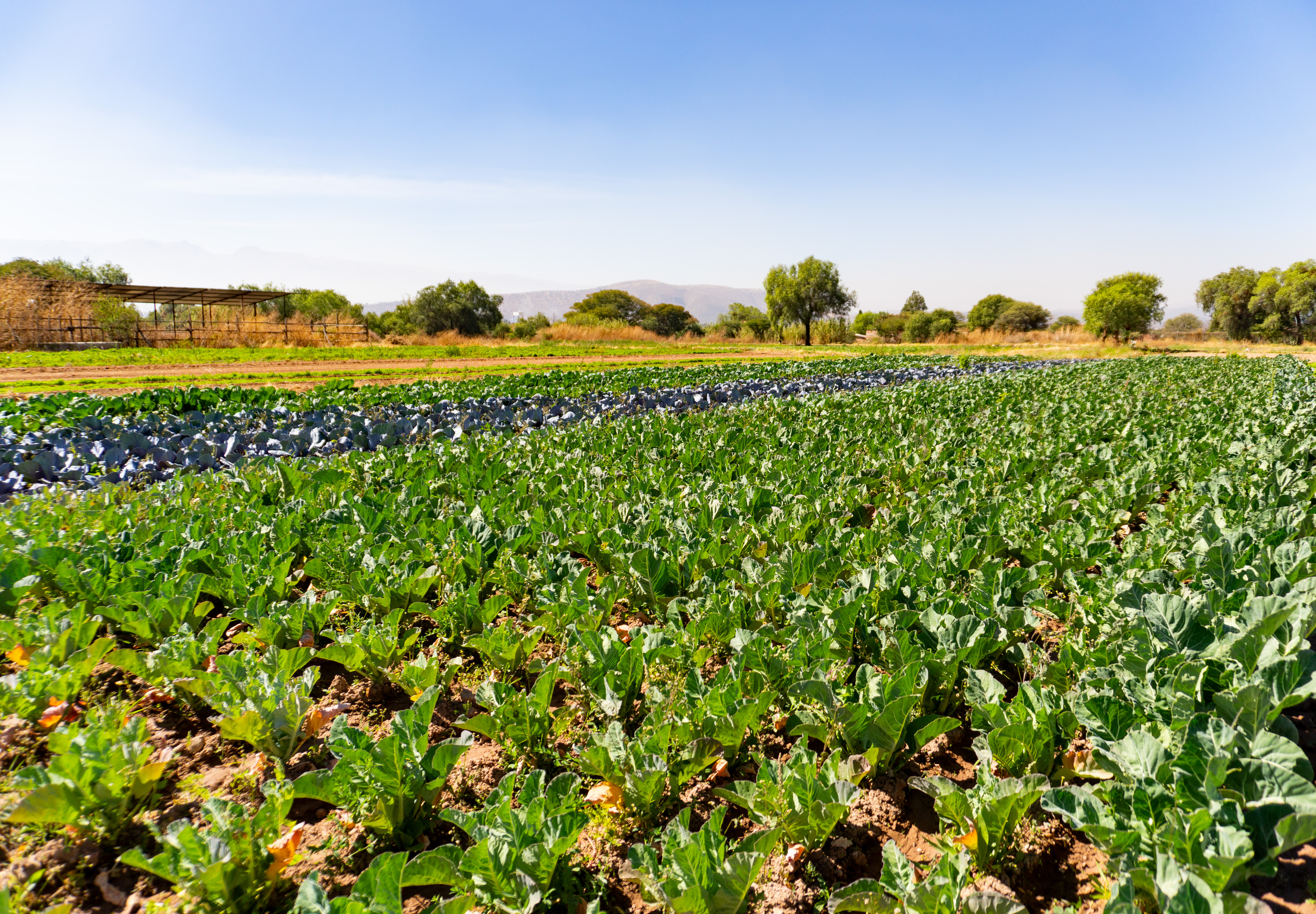Riego por goteo en cultivo
